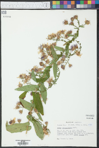 Symphyotrichum phlogifolium image