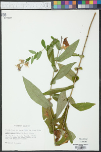 Symphyotrichum phlogifolium image