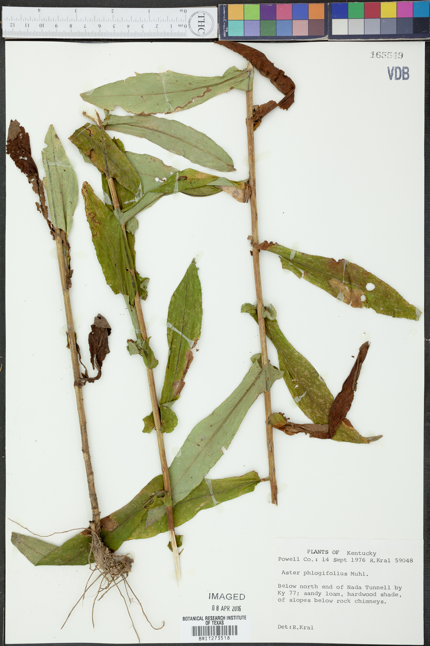 Symphyotrichum phlogifolium image