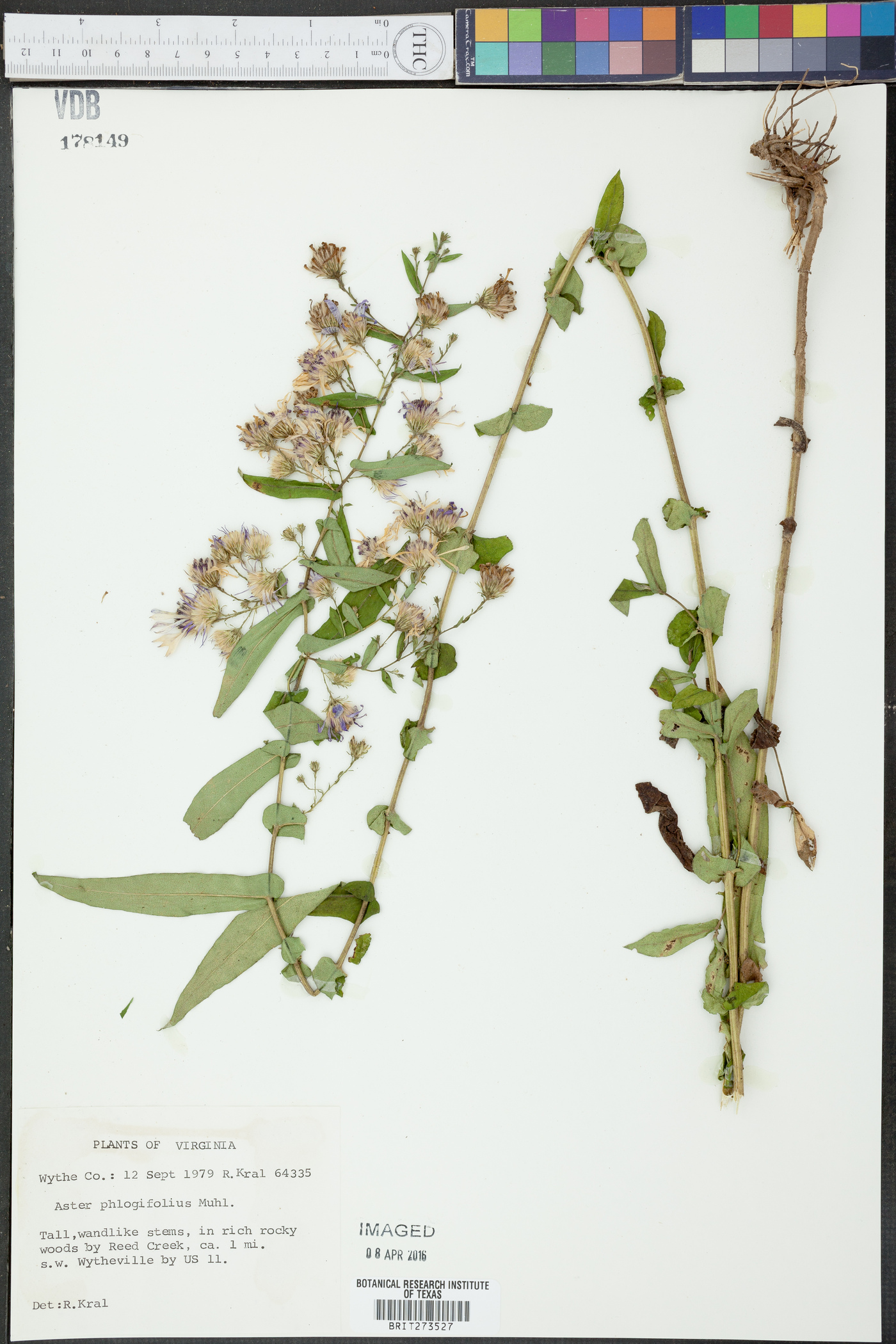 Symphyotrichum phlogifolium image