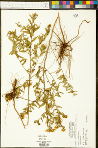 Symphyotrichum oblongifolium image