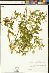 Symphyotrichum ontarionis image