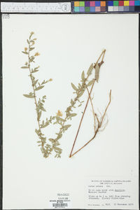 Symphyotrichum patens var. patens image