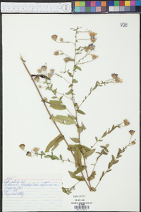 Symphyotrichum patens var. patens image