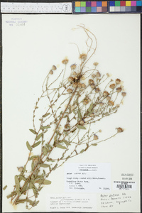 Aster patentissimus image