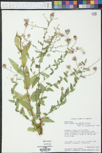 Aster patentissimus image