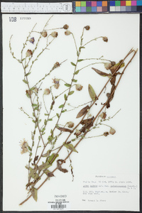 Aster patentissimus image