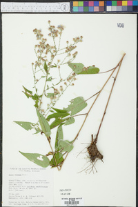 Symphyotrichum oolentangiense image