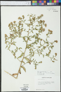 Symphyotrichum elliottii image