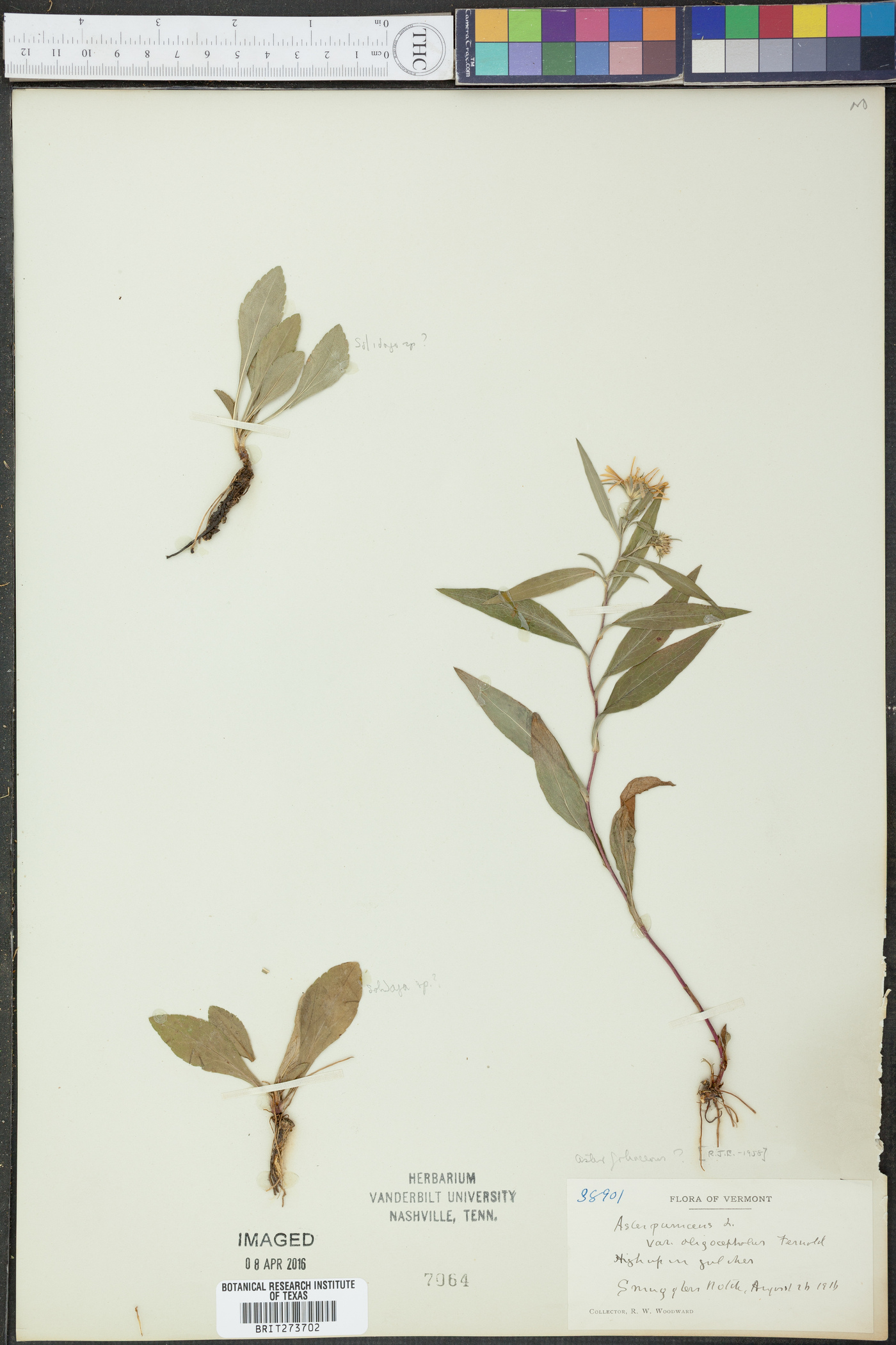 Aster johannensis image