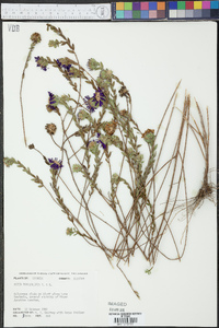Aster phyllolepis image