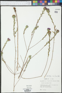 Aster phyllolepis image