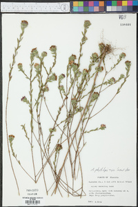 Aster phyllolepis image