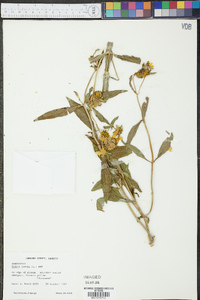 Bidens laevis image