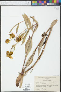 Bidens laevis image