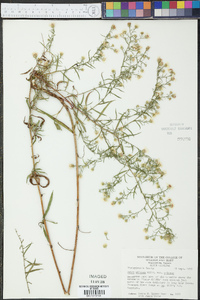 Symphyotrichum pilosum var. pilosum image