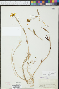 Bidens laevis image