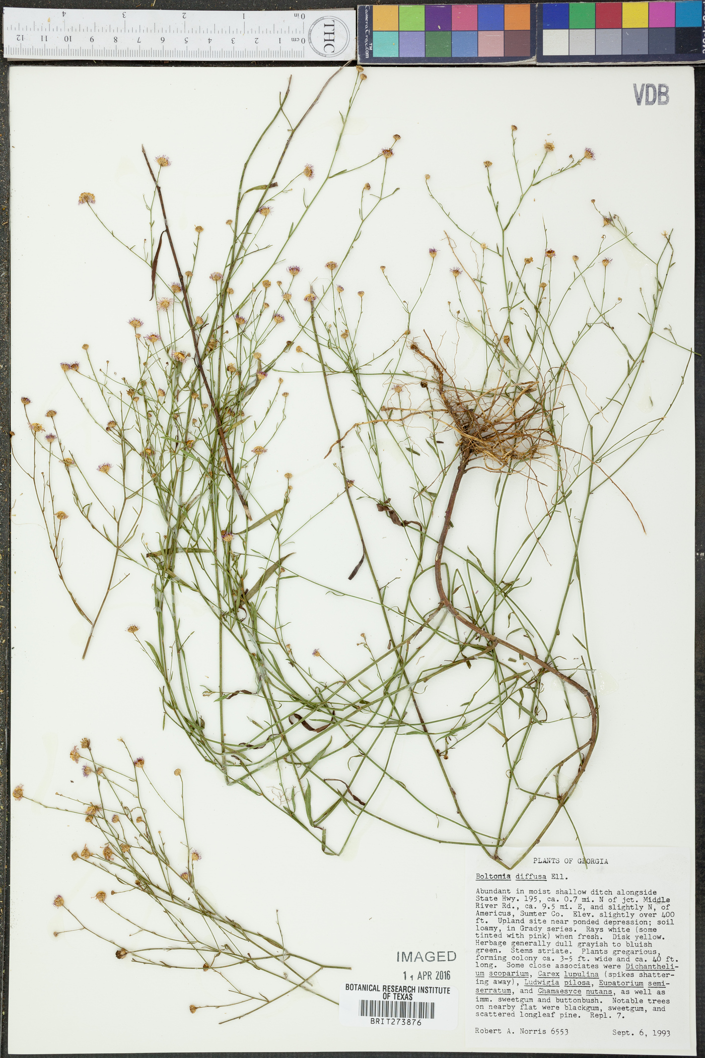 Boltonia diffusa image