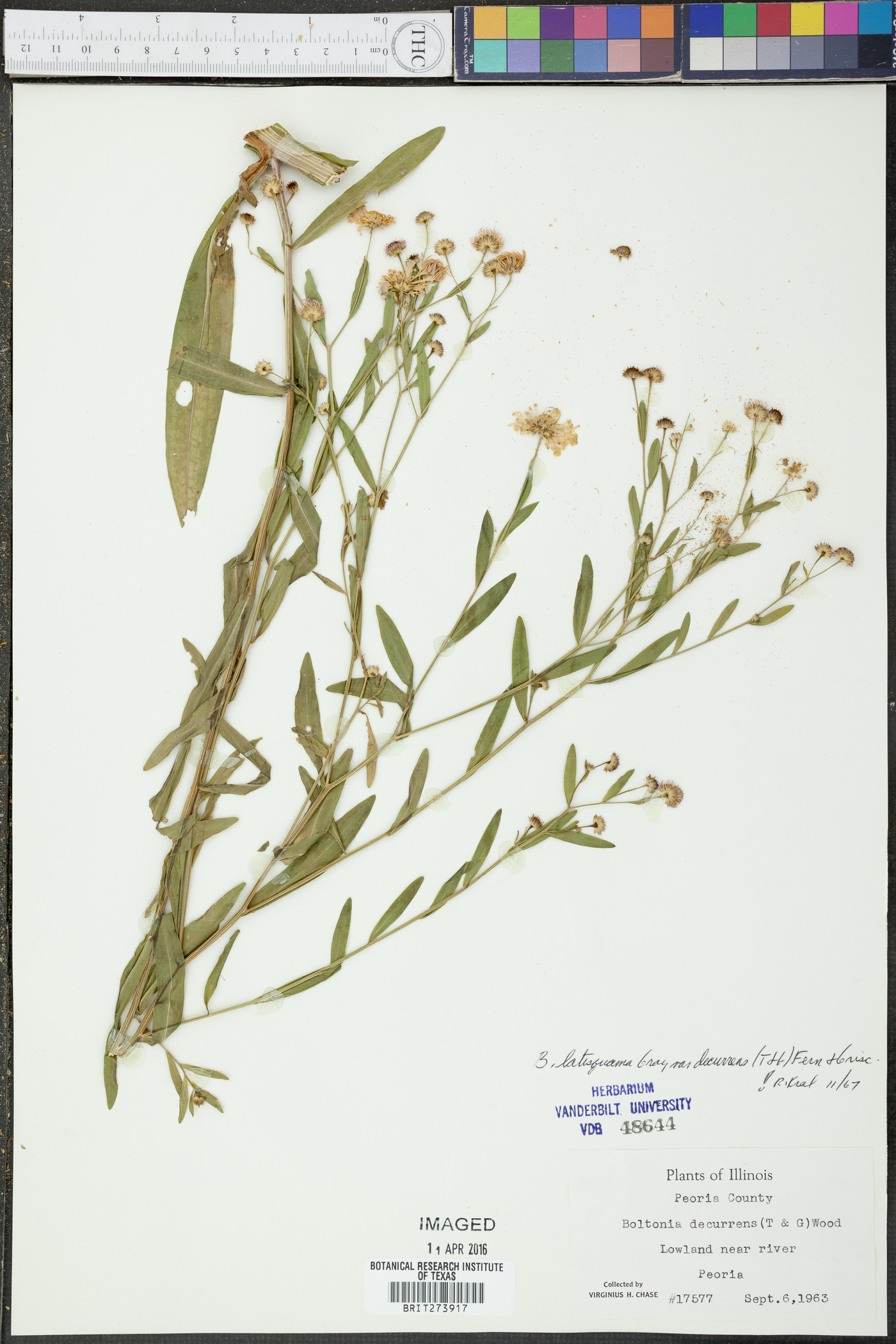 Boltonia latisquama var. decurrens image