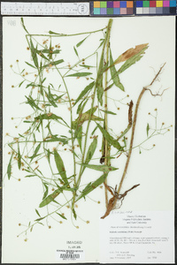 Boltonia caroliniana image