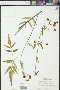 Bidens aristosa image