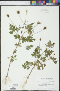 Bidens bipinnata image