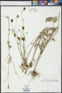 Bidens bipinnata image