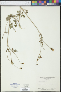 Bidens bipinnata image