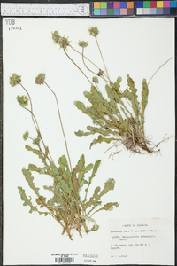 Berlandiera subacaulis image