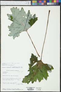 Arnoglossum atriplicifolium image