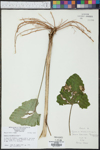 Arnoglossum atriplicifolium image