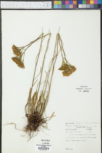 Bigelowia nudata subsp. australis image