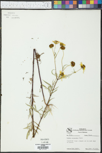 Bidens polylepis image