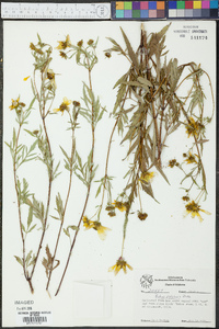 Bidens polylepis image