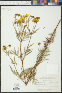 Bidens polylepis image