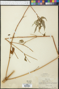 Bidens vulgata image