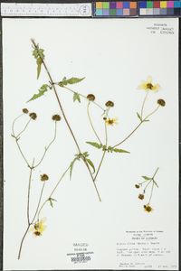 Bidens mitis image