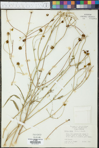 Bidens mitis image