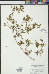 Bidens discoidea image