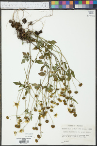 Bidens discoidea image