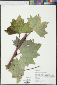 Arnoglossum atriplicifolium image