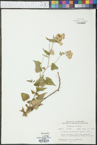 Brickellia grandiflora image