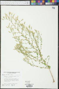 Brickellia microphylla var. scabra image