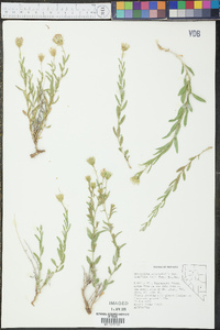 Brickellia oblongifolia image