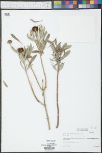 Borrichia frutescens image