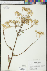Arnoglossum ovatum image
