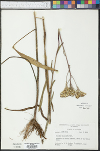 Arnoglossum ovatum image