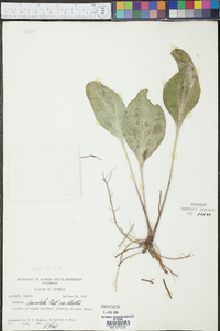 Arnoglossum ovatum image