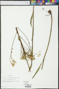 Arnoglossum ovatum image