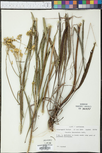 Arnoglossum ovatum image